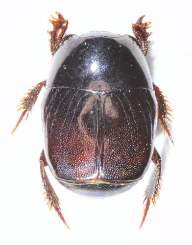 Hypocaccus dimidiatus dimidiatus